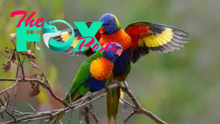 Two rainbow lorikeets sitting on a branch, one with its wings outstreched around the other.