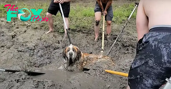 Bachelor Party Takes Unexpected Twist When They Hear Dog Barking In The Mud