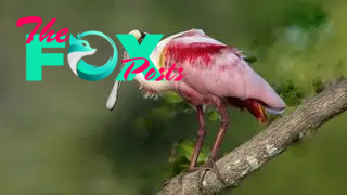 A roseate spoonbill sitting in a branch.