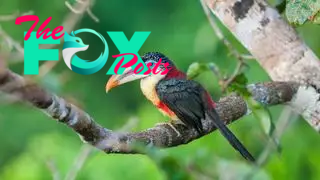 A curl-crested aracari sitting on a branch on a blurry green forest background.