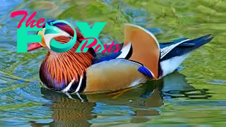 A male mandarin duck in the water.