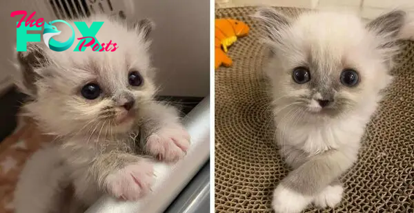 Kitten Captivated Hearts with Her Enchanting Personality and Grew to Be Gorgeous Fluffy Cat