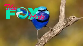 A male splendid fairy wren perching on a branch.