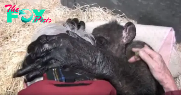 59-Year-Old Dying Chimp Refuses Food, But Then She Recognizes Her Old Caretaker's Voice | Bored Panda