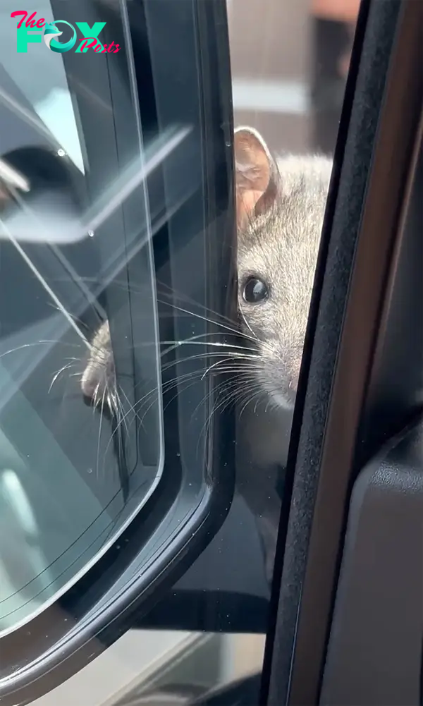 A rat outside Kyle Richards' car