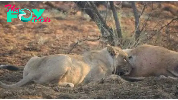 Lioness discovers deer she ate was pregnant – her next move is incredible