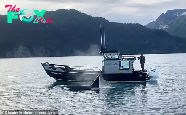 Sea otter being chased by a killer whale leaps to safety on a boat | Daily Mail Online