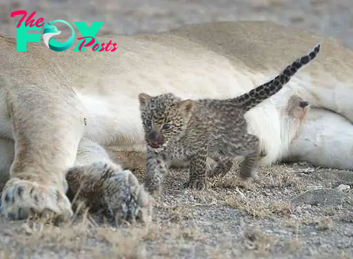 Unique:' Lion seen nursing leopard cub in Tanzania (Update)