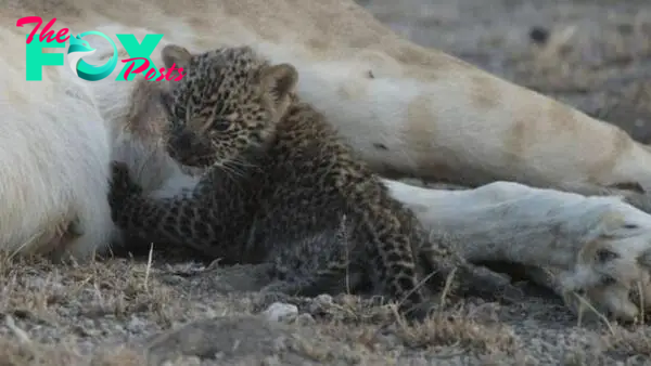 Truly unique' mother lioness nurses leopard cub in Tanzania