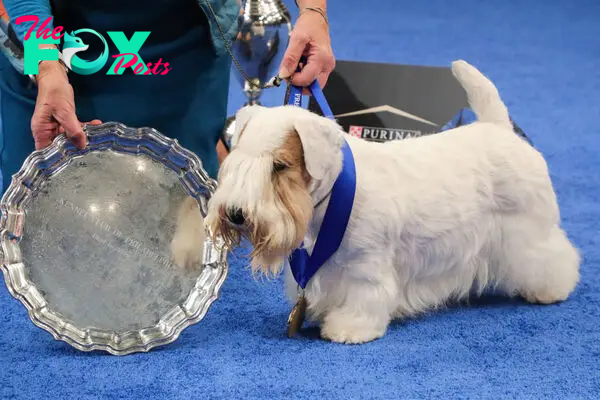 Stache, a Sealyham Terrier, wins Best In Show at the 2023 National Dog Show.