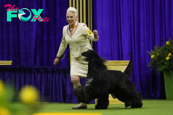 148th Annual Westminster Kennel Club Dog Show - Best In Show