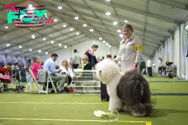 148th Annual Westminster Kennel Club Dog Show - Best In Show