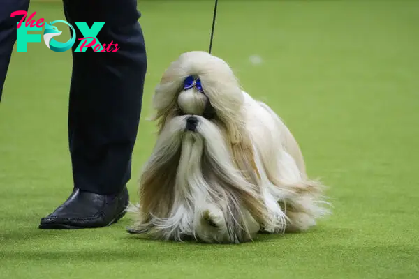 148th Annual Westminster Kennel Club Dog Show - Best In Show