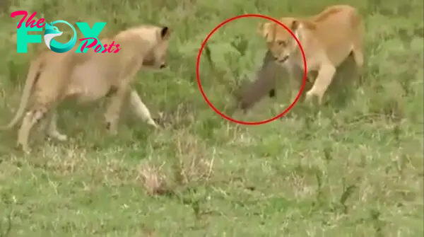 World's bravest mongoose takes on THREE lions in a straight fight – and wins | The Sun