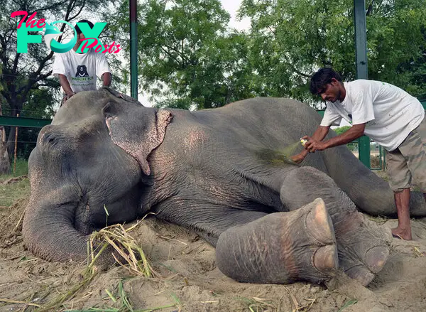 Elephant Raju Cries After Being Rescued From 50 Years Of Suffering In Chains | Bored Panda