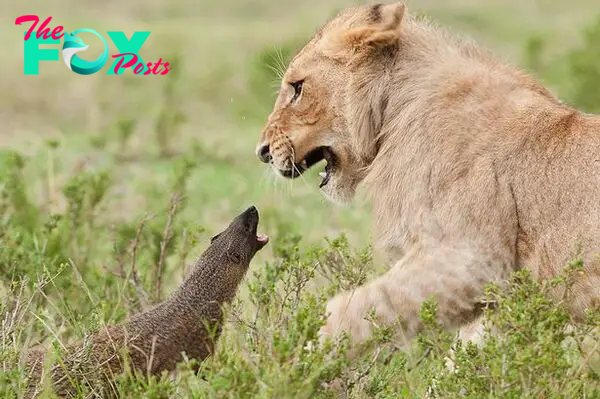 Mongoose Versus Lion