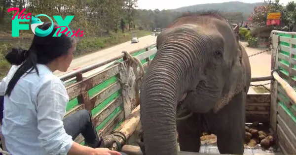 73-year-old elephant cries after being rescue from 50 years of captivity