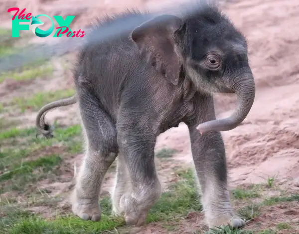 Elephant calf