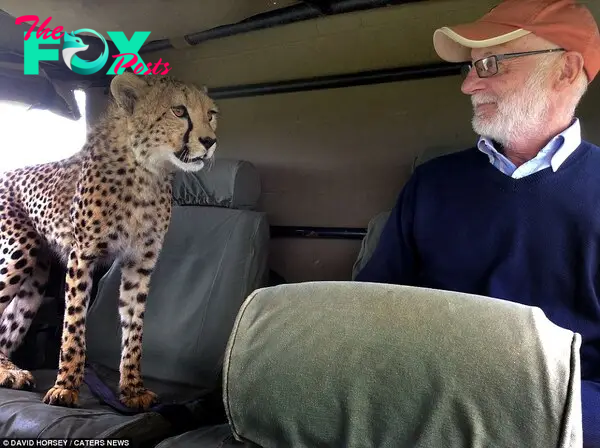 At first, the cheetah simply looked at Irish tourist Mickey McCaldin curiously, but then it moved closer as if to curl up on his lap