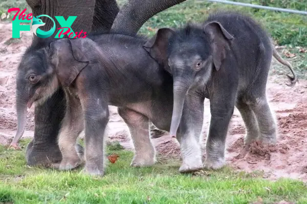 Asian elephant calves