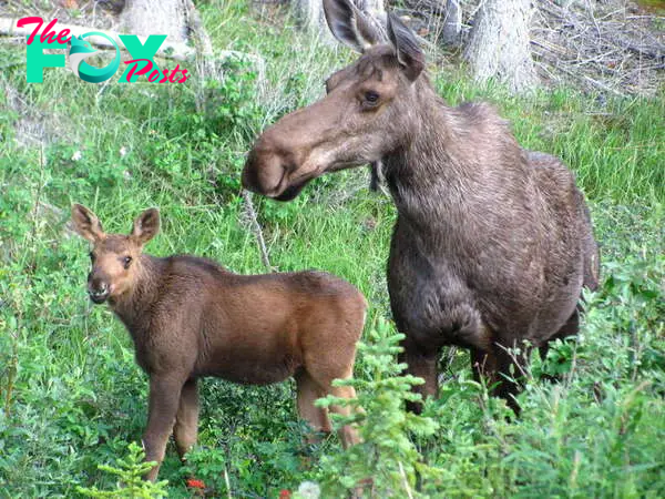 Soldier In Estonia Reunites Lost Moose Calf With His Mother - The Dodo