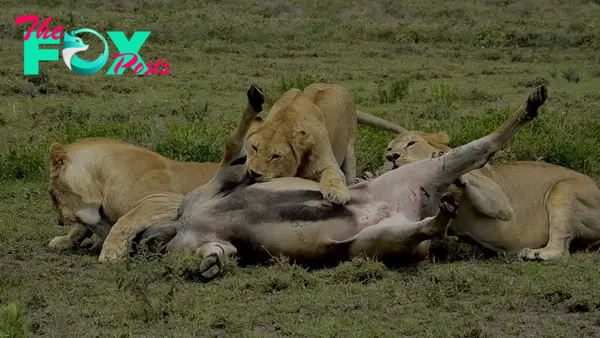 An Epic Hunt A Lioness bringing Young Bull Eland down by herself ...