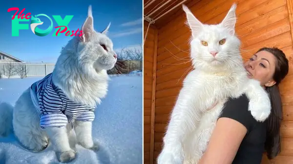 Meet Kefir, the most popular Maine Coon cat in Russia (PHOTOS) - Russia Beyond