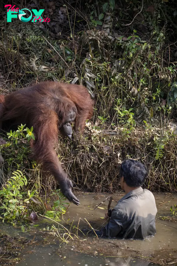  The orangutan offered an outstretched arm to the man standing in the river