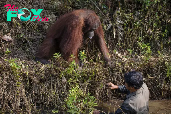  The man refused the orangutan's hand because it was a wild animal