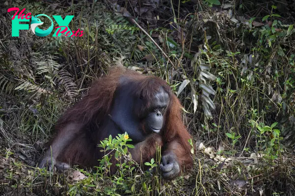  The striking photos were taken in a conservation forest area in Borneo where the endangered species are protected from hunters