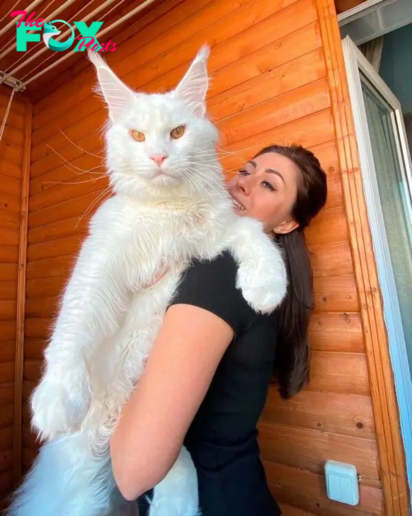 Meet Kefir, the most popular Maine Coon cat in Russia (PHOTOS) - Russia Beyond