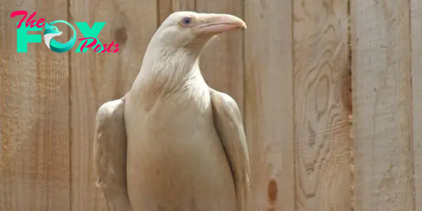 North Island Wildlife Recovery Centre Nurse Rare White Raven Back to Health | NorthIsle.News