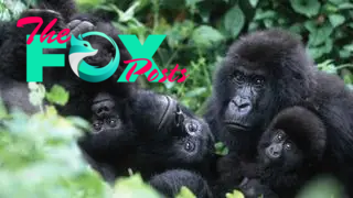 A photograph of a family of gorillas in the forest.