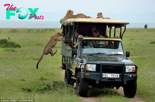 Family friend David Horsey captured the tense standoff between the pair, including the moment that the animal lept into the safari jeep