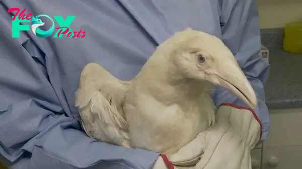 Extremely rare white raven in intensive care at B.C. wildlife centre | Globalnews.ca