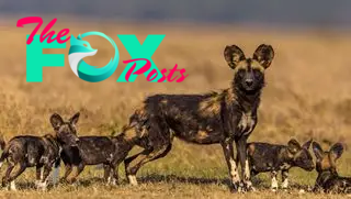 A mother African wild dog with her puppies on the savanna.