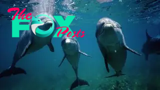 A photograph of three dolphins in the ocean looking at the camera.