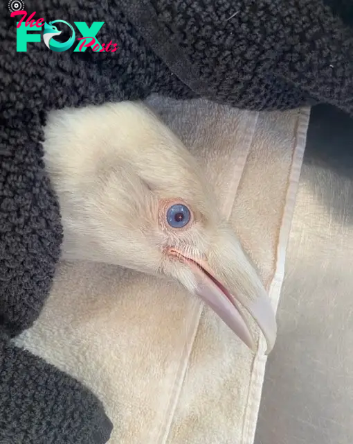 Extremely rare white raven in intensive care at B.C. wildlife centre | Globalnews.ca