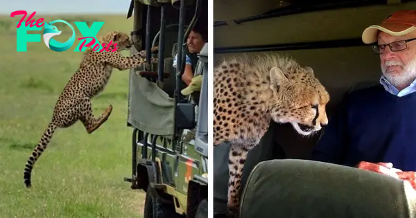 Tourist comes direct with wild cheetah as he climbs up into safari vehicle