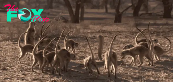 Rare Encounter: Meerkat Family vs Cobra - Animals Around The Globe