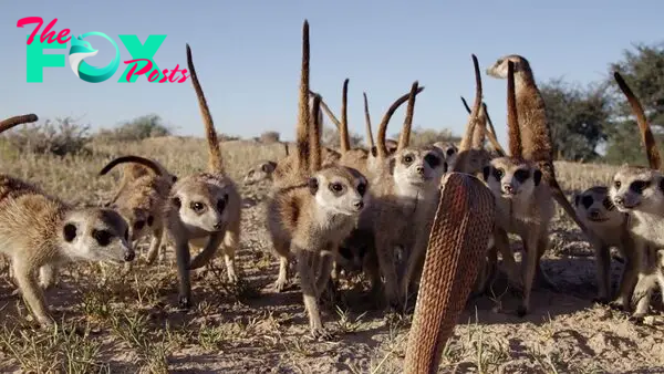 Meerkat family meet a cobra