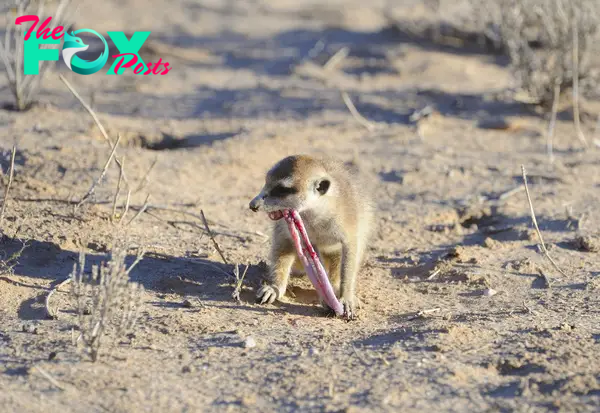 10 Things You Didn't About Meerkats