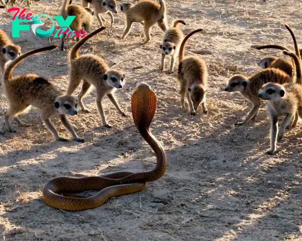 🔥 A group of Meerkats taking on a Cobra. : r/NatureIsFuckingLit