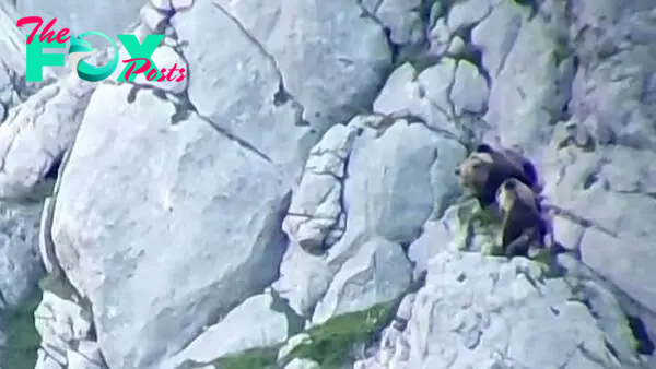 Watch: Bears tumble down cliff after fight on the edge | Metro Video