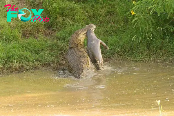 A Nile crocodile crushes the skull of a baby hippopotamus it managed to steal away from its mother : r/natureismetal