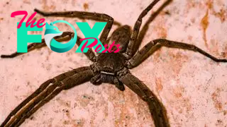 A huntsman spider photographed inside a house in West Bengal, India.