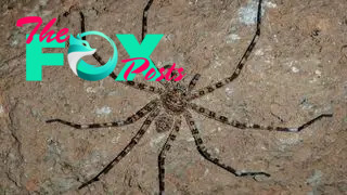 A giant hunstman spider with its legs outstreched.