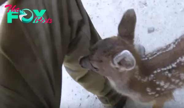 Logger Makes Friends With Baby Deer. -InspireMore.com