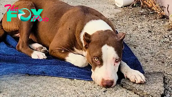 Pittie Who Was Abused After Being Abandoned Finally Got The Life She Deserved