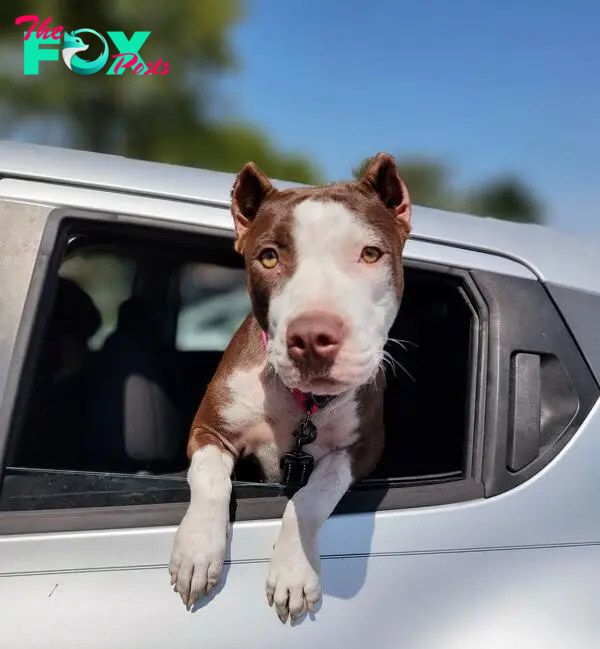 dog with head trough window